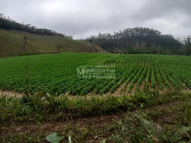 Imagem: FAZENDA a VENDA, para criação de gado