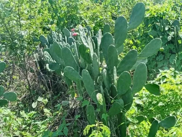 Imagem 1: Propriedade a Venda 4 Tarefas + Palmas