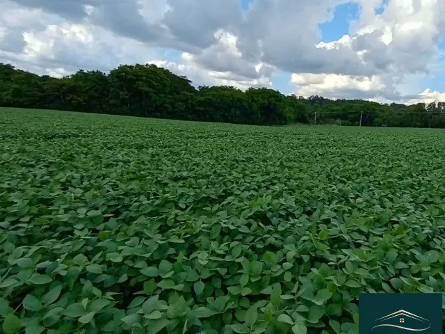 Imagem: Chácara em Cascavel