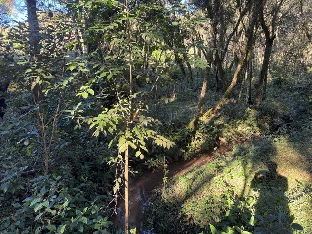 Imagem 4: CHÁCARA FORMADA NO PÉ DA SERRA, TANQUE, NASCENTE, BOSQUE