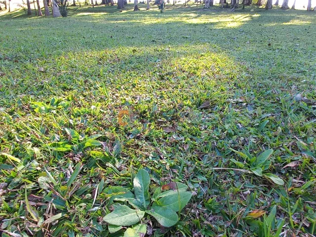 Imagem 11: CHACARA RURAL em Balsa Nova - PR, Bugre