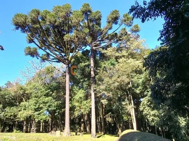 Imagem 6: CHACARA RURAL em Balsa Nova - PR, Bugre