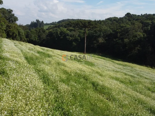 Imagem 13: TERRENO PARA FORMAÇÃO DE CHÁCARA PRÓXIMO AO CENTRO DE CAMPO LARGO