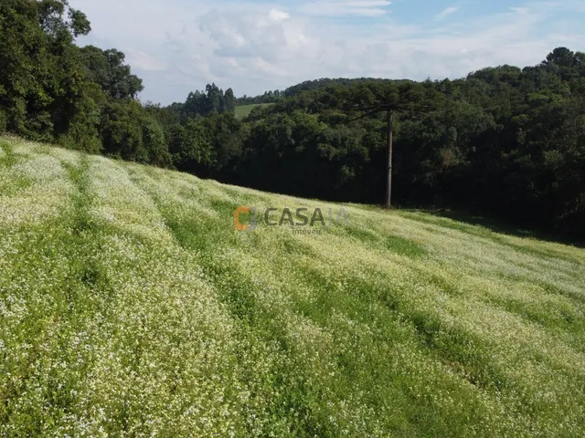 Imagem 2: TERRENO PARA FORMAÇÃO DE CHÁCARA PRÓXIMO AO CENTRO DE CAMPO LARGO