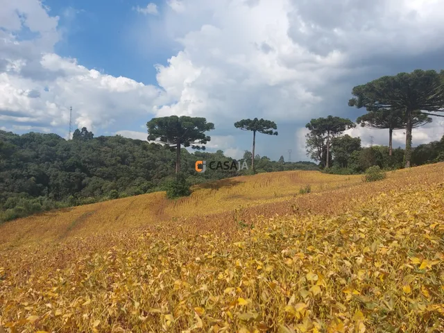 Imagem 7: TERRENO RURAL em Campo Largo - PR, Bateias