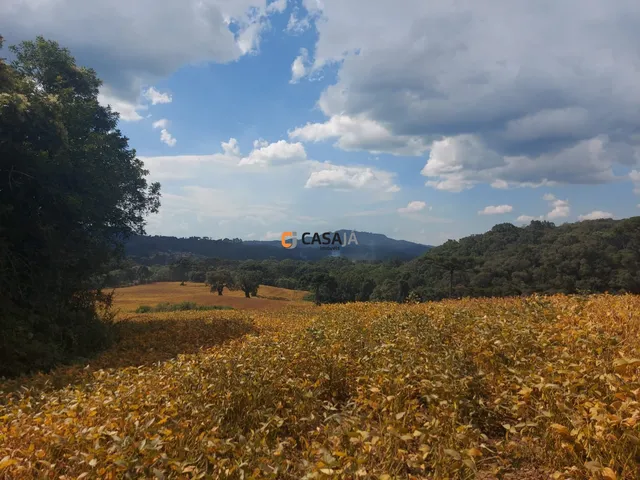 Imagem 3: CHACARA RURAL em Campo Largo - PR, Bateias