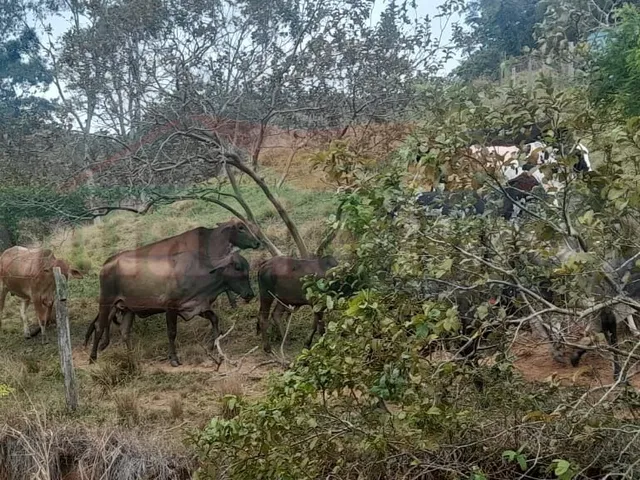 Imagem 10: FAZENDA - SAQUAREMA