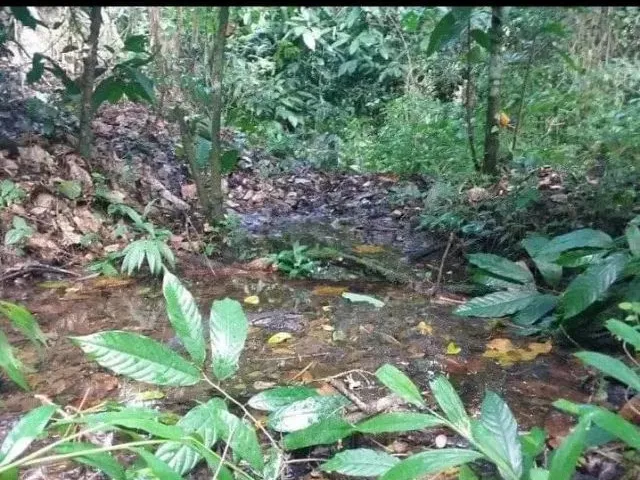 Imagem 6: Área Rural de 4 Hectares na Br 101, 27 Km de Itabuna e 10 de Uruçuca