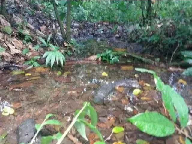 Imagem 4: Área Rural de 4 Hectares na Br 101, 27 Km de Itabuna e 10 de Uruçuca