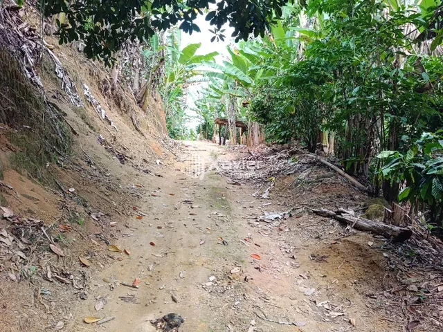 Imagem 7: Terreno rural de 1 alqueire à venda em Alto Pongal Anchieta ES com café banana córrego
