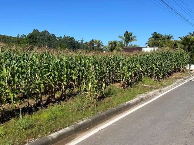 Imagem: Terreno Rural À Venda em Tijucas