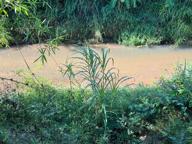 Imagem 2: Sítio à venda em Tijucas no bairro Oliveira