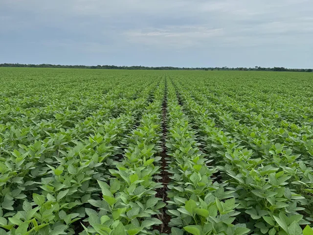 Imagem: Fazenda à venda no Estado do Tocantins
