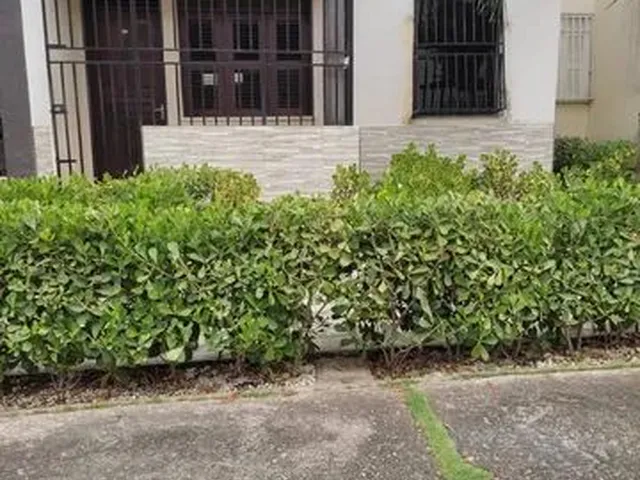 Imagem: Aluguel no Condomínio Paulo Machado