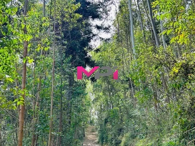 Imagem 5: SITIO A VENDA - BAIRRO BOM JARDIM - MONTE VERDE MG