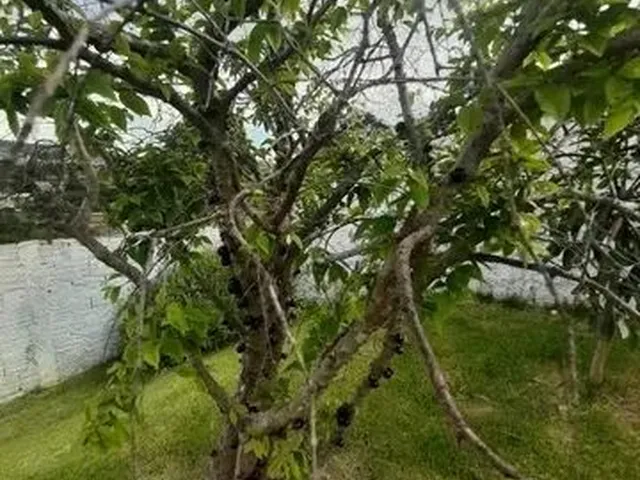 Imagem 3: Oportunidade de Chácara em Caratinga