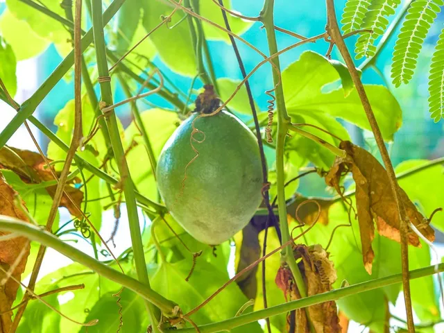 Imagem 5: Excelente casa Duplex, 3 quartos, sendo 2 suítes, terreno amplo com árvores frutíferas