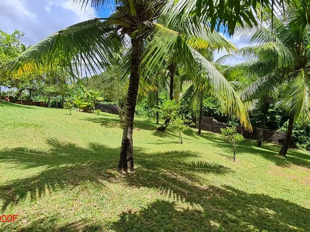 Imagem 8: Excelente Chácara com terreno amplo repleto de árvores frutíferas, com sede com 6