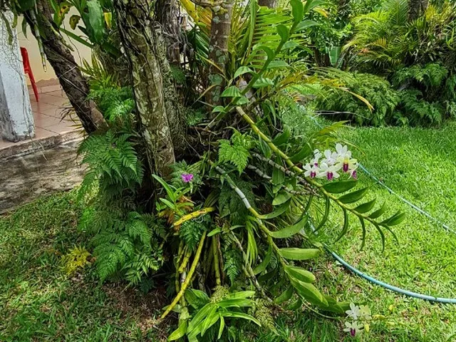 Imagem 12: Excelente Chácara com terreno amplo repleto de árvores frutíferas, com sede com 6