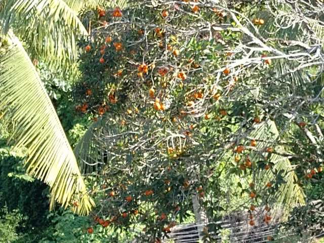 Imagem 7: Excelente Chácara com terreno amplo repleto de árvores frutíferas, com sede com 6