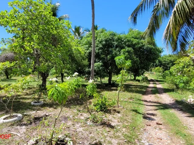 Imagem 8: Maravilhoso Terreno com 44 mil m² de área verde, Sede com 4 quartos, sendo 2 suítes