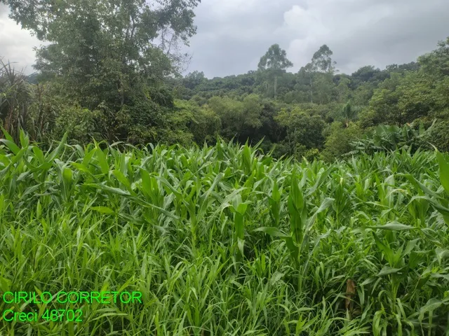 Imagem 2: CHACARA RURAL em BROCHIER - RS, Pinheiro Machado