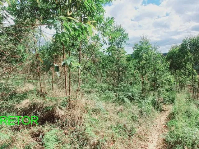Imagem 5: CHACARA RURAL em MONTENEGRO - RS, COSTA DA SERRA