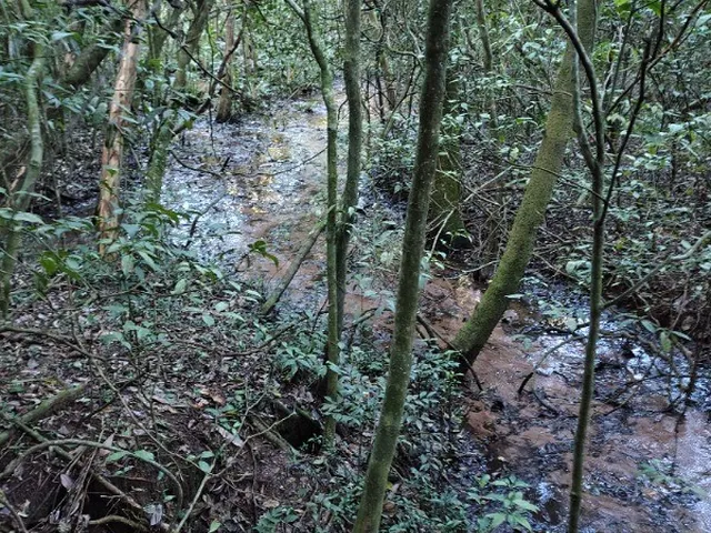 Imagem 8: CHACARA RURAL em MONTENEGRO - RS, Costa da Serra