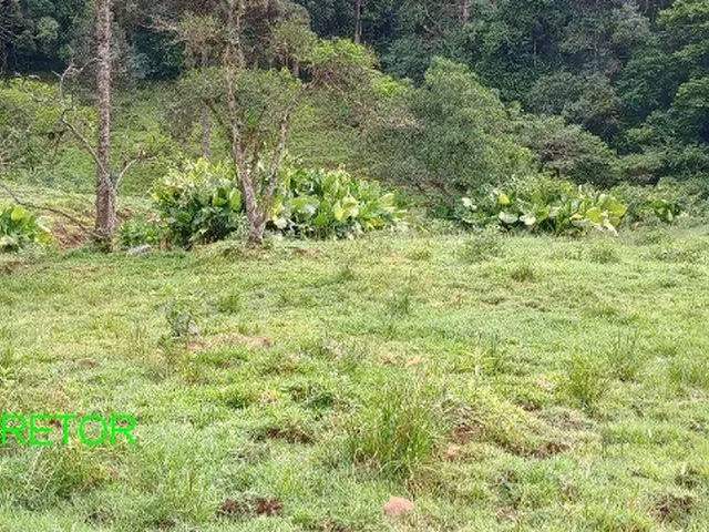 Imagem 15: CHACARA RURAL em BROCHIER - RS, Pinheiro Machado