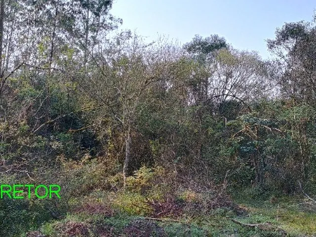 Imagem 7: Chacara Rural em Montenegro - Rs, Passo da Serra