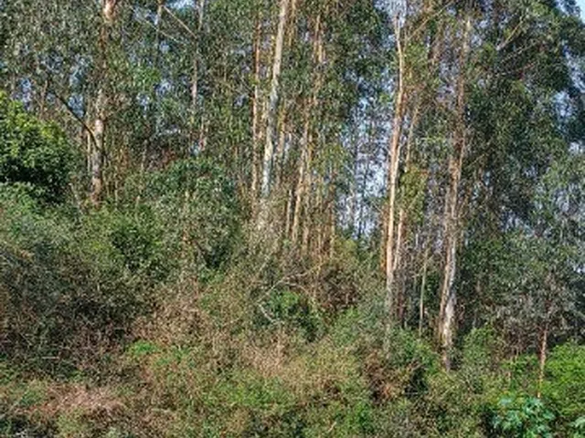 Imagem 4: Chacara Rural em Montenegro - Rs, Passo da Serra
