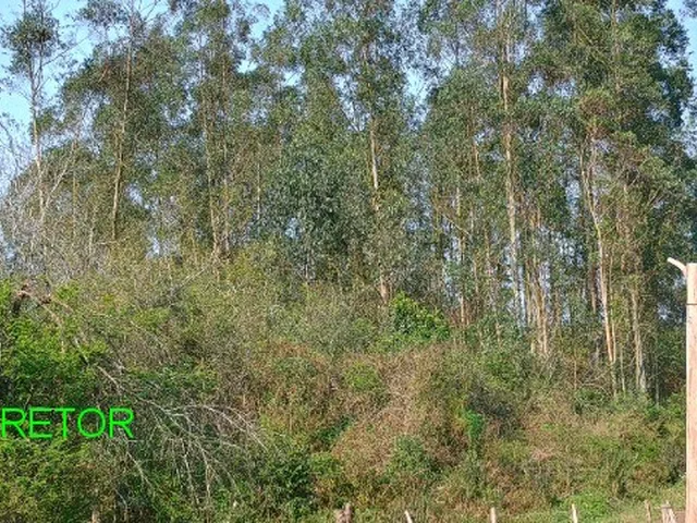 Imagem 3: Chacara Rural em Montenegro - Rs, Passo da Serra