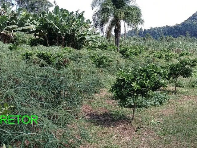 Imagem 9: CHACARA RURAL em BROCHIER - RS, LINHA PINHEIRO MACHADO