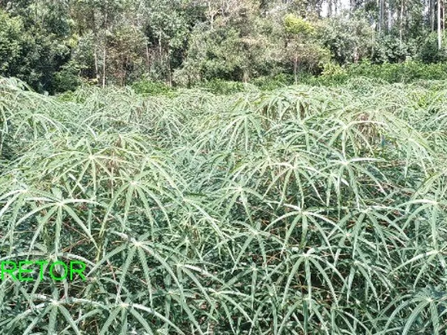 Imagem 8: CHACARA RURAL em BROCHIER - RS, LINHA PINHEIRO MACHADO