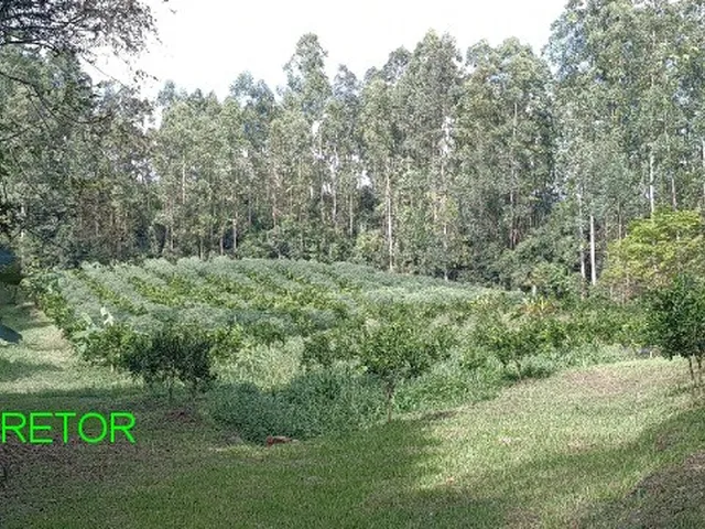 Imagem 2: CHACARA RURAL em BROCHIER - RS, LINHA PINHEIRO MACHADO