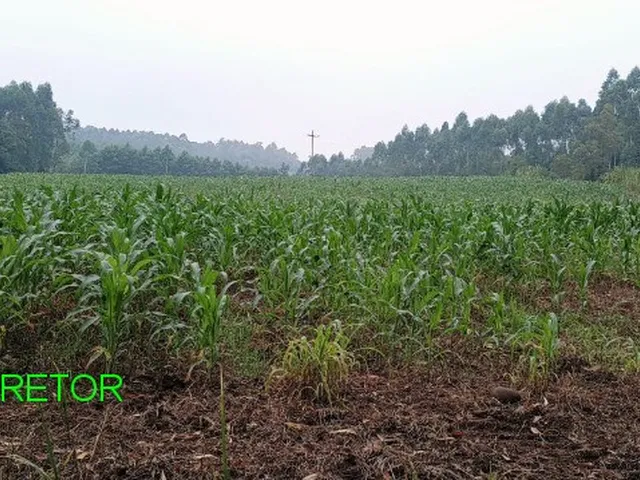 Imagem 8: Chacara Rural em Brochier - Rs, Pinheiro Machado