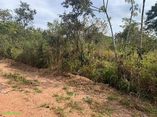 Imagem: Lote Residencial em Juatuba - Mg, Samambaia
