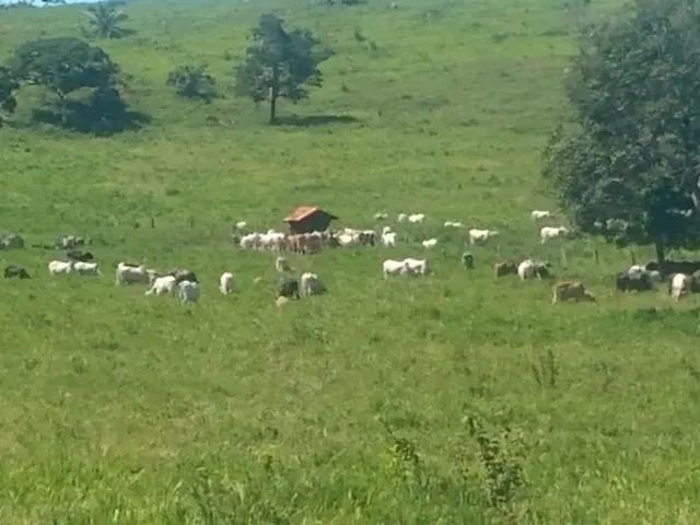 Imagem 2: Fazenda a Venda em Campo Verde!!!