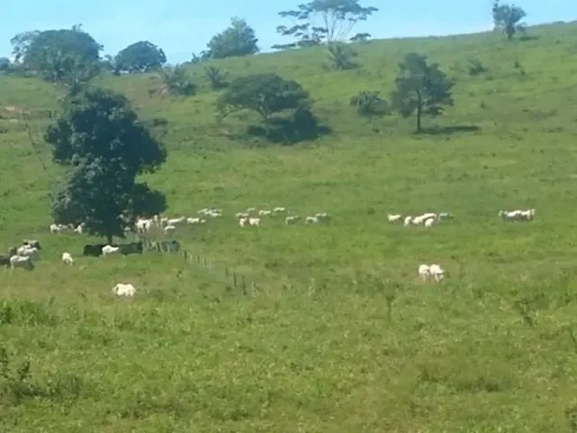 Imagem 5: Fazenda a Venda em Campo Verde!!!