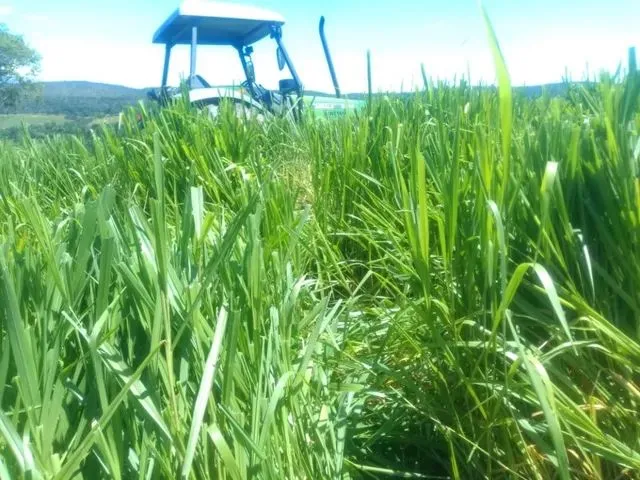 Imagem 3: Fazenda a Venda em Campo Verde!!!