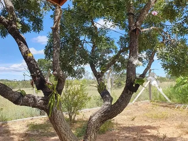 Imagem 4: Lindo Sitio Próximo a Inimutaba