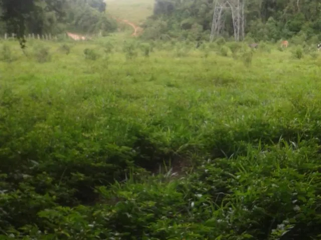 Imagem 3: Vendo Sítio em Brazópolis] [7 hectares com córrego d'água