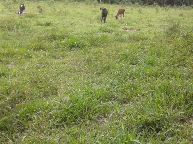Imagem 6: Vendo Sítio em Brazópolis] [7 hectares com córrego d'água