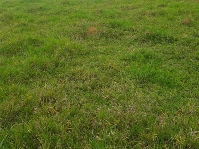 Imagem 12: Vendo Sítio em Brazópolis] [7 hectares com córrego d'água