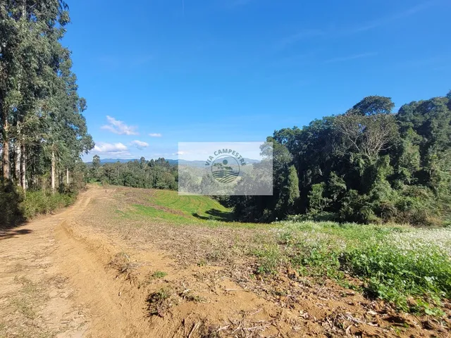 Imagem 7: Sítio com 81.949 m², escriturado, aceita permuta, apenas 1.500 metros do asfalto