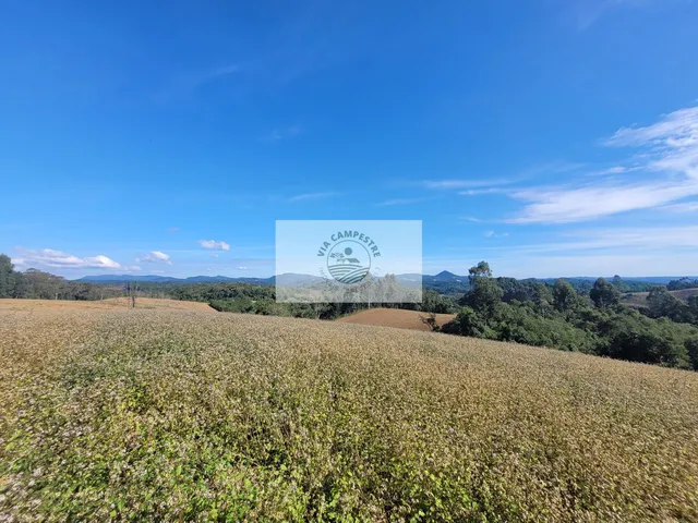 Imagem 8: Sítio com 81.949 m², escriturado, aceita permuta, apenas 1.500 metros do asfalto