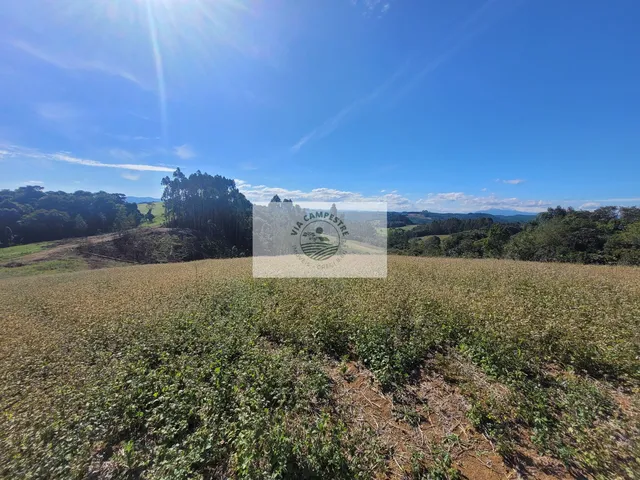 Imagem 4: Sítio com 81.949 m², escriturado, aceita permuta, apenas 1.500 metros do asfalto