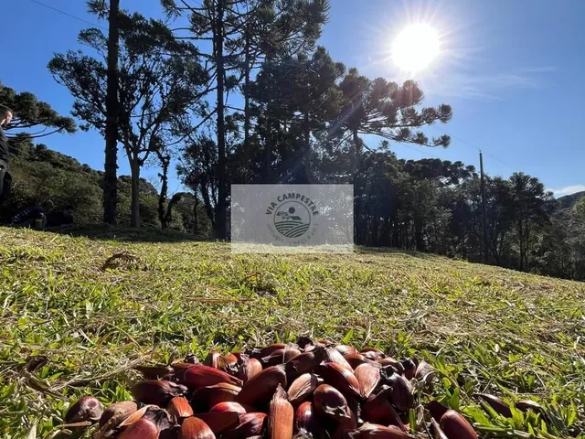 Imagem: Sítio em Bateias de Baixo, com 19.991 m²