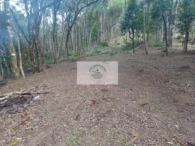 Imagem 4: Sítio em Bateias de Baixo, com 19.991 m², com riacho e lugar alto para construção