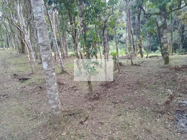 Imagem 10: Sítio em Bateias de Baixo, com 19.991 m², com riacho e lugar alto para construção